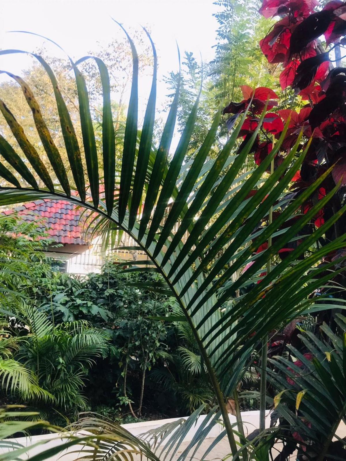 Coorg Orange Blossom Resort And Spa Suntikoppa ภายนอก รูปภาพ